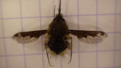Bombylius fimbriatus